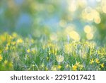 glare sun bokeh background wild spring flowers