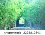 rain asia green, background downpour rainy season typhoon