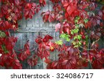 Red Leaves Of Decorative Grapes ...