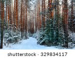 pine forest, winter