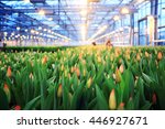 Plantation Of Tulips In A...