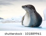 Antarctic Crabeater Seal