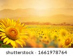 Beautiful field of blooming sunflowers against sunset golden light and blurry  mountains landscape background