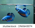 betta fish siamnese fighting... | Shutterstock . vector #1960643074