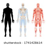human body skeleton and... | Shutterstock .eps vector #1741428614