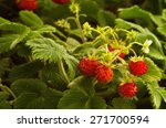 Wild Strawberry Plant With...