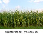 A Green Field Of Corn Growing Up