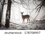 Doe Standing At Edge Of Woods