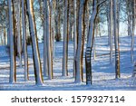 Snow covered tree trunks in city park as background. Winter forest. Snow falling from trees. Abstract striped pattern