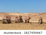 domesticated camels in the... | Shutterstock . vector #1817454467