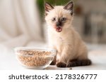 Funny little fluffy kitten eats dry food from a bowl. Kitten licks, delicious meal. Siamese or Thai cat breed. High quality photo