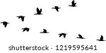 Flight Formation Of Birds 