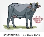 breeding cow. animal husbandry. ... | Shutterstock .eps vector #1816371641