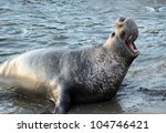 Bull Elephant Seal Announcing...