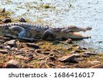 Small photo of Snub Nosed Marsh Crocodile mugger crocodile (Crocodylus palustris) is a crocodilian native to freshwater in India. Ranthambore National Park, Rajasthan, India