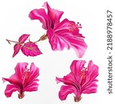 Collection Of Vector Pink...