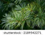 Korean pine branches at...