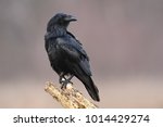 Raven  Corvus Corax 