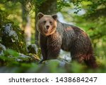 Wild Brown Bear  Ursus Arctos ...