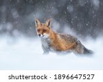 Fox  Vulpes Vulpes  In Winter...