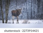 elk or moose ( Alces alces )