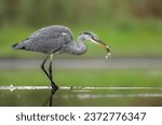 Gray heron bird ( Ardea cinerea )