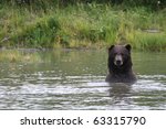 grizzly looking out of an alaskan lake