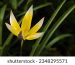 Small photo of Blooming tardy tulip (or late tulip; Tulipa tarda, syn.Tulipa urumiensis).Late tulip belongs to the wild, original ancestors of cultivated garden tulips.They stand out for their subtle modest beauty.