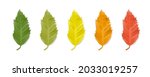 leaf of hackberry  celtis... | Shutterstock .eps vector #2033019257