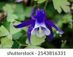 Small photo of Aquilegia vulgaris, European columbine or granny's nightcap white-blue flower close-up, selective focus