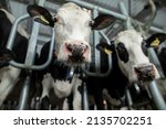Small photo of Healthy dairy cows are fed fodder standing in a row of stables in the barn of a livestock farm, and a worker adds fodder to the animals on a blurred background. The concept of farming business and ani