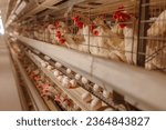 egg factory plant agriculture poultry chicken farm