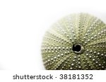 Green Sea Urchin's Shell...