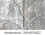 Small photo of Black and white birch trees with birch bark in birch forest among other birches in winter on snow