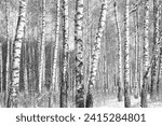 Small photo of Beautiful birch trees with white birch bark on birch trunks in birch grove in autumn