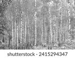 Small photo of Beautiful birch trees with white birch bark on birch trunks in birch grove in autumn