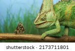 Small photo of Close-up, bright green chameleon looks curiously at motley butterfly. Veiled chameleon (Chamaeleo calyptratus) and Eastern Bath white butterfly (Pontia edusa)