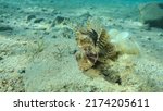 Zebra lionfish lies on sandy...
