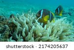 Small photo of Pair Clownfish with baby and school of Damsel fish swims on Anemone. Red Sea Anemonefish (Amphiprion bicinctus) and Domino Damsel fishes (Dascyllus trimaculatus).Red sea, egypt