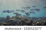 Small photo of School fishes underwater sun beams and sun shine calming and relaxing ocean scenery backgrounds. Shoal of juvenile Brassy Chub (Kyphosus vaigiensis) swims in sunbeams in morning, Red sea, Egypt