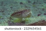 Small photo of Portrait of Slender Lizardfish or Gracile lizardfish (Saurida gracilis) on sandy bottom on sunny day in sun glare, Red sea, Egypt