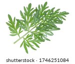 Sprig of medicinal wormwood on a white background. Sagebrush sprig. Artemisia, mugwort. Absinthe wormwood.