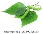 Green birch branch with catkins and green leaves isolated on a white background. Medicine, cosmetology and food processing.