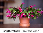 Christmas Cactus Flower In A Pot