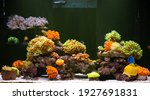 Colorful Marine Aquarium With...