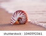 Seashell nautilus on sea beach...