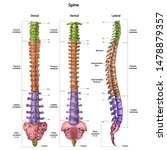 The Human Spine  Vertebral...