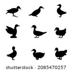 Set Collection Species Of Duck...