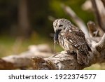 Tawny Owl In The Forest With...