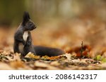 Cute Red Squirrel With Long...